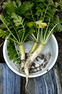 Daikon Legs | Salted and Styled